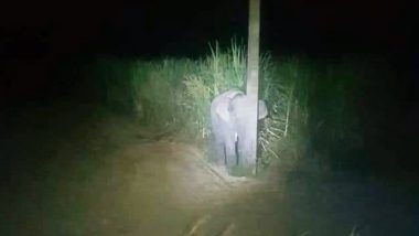 Baby Elephant: थाईलैंड में गन्ना खाते हुए पकड़े जाने पर पोल के पीछ छुपता दिखा नन्हा हाथी, मनमोहक तस्वीर हुई वायरल
