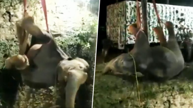 Elephant Calf Rescue: तमिलनाडु में गहरे कुएं में गिरा हाथी का बच्चा, करीब 16 घंटे की मशक्कत के बाद ऐसे किया गया रेस्क्यू (Watch Video)