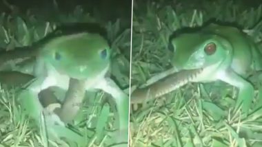 Frog Swallows Snake: जहरीले सांप को निगलने की कोशिश करते मेंढक का वीडियो हुआ वायरल, जिसे देख आपके उड़ जाएंगे होश