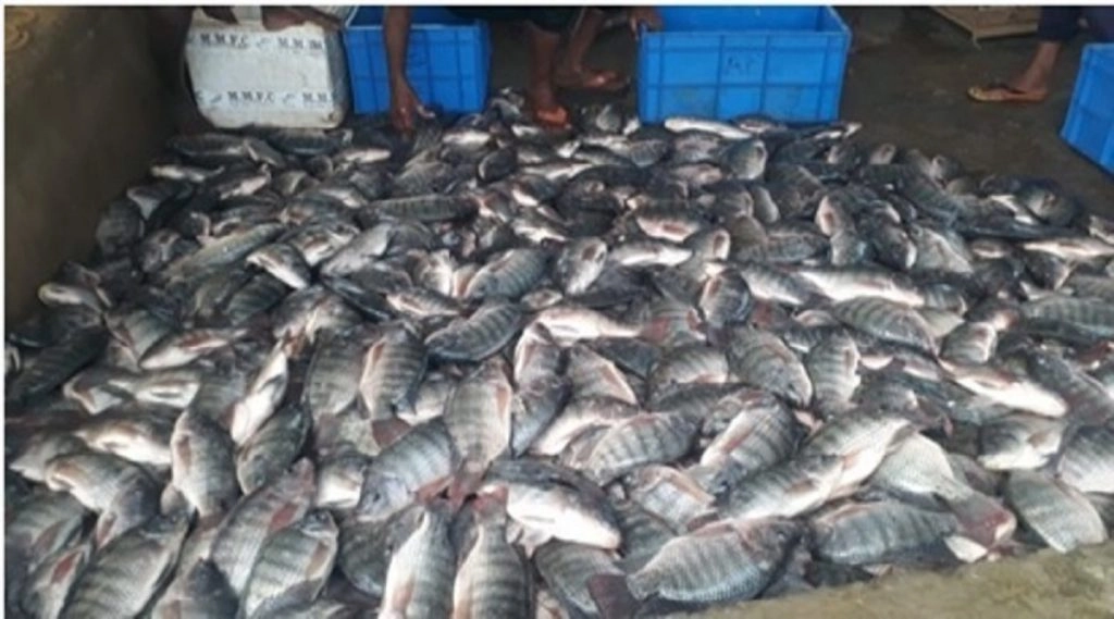 देश भर में मत्स्य पालन व्यवस्था खराब स्थिति में, जन स्वास्थ्य के लिए खतरा