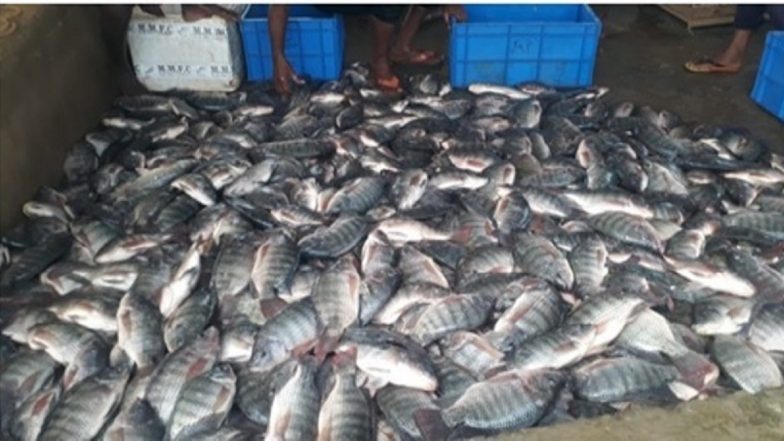 Fisheries: देश भर में मत्स्य पालन व्यवस्था खराब स्थिति में, जन स्वास्थ्य के लिए खतरा