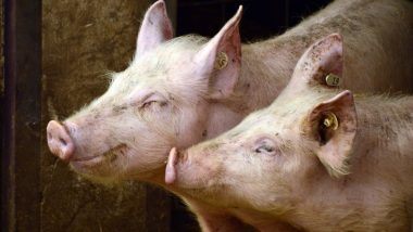 Rare Strain Of Swine Flu Found In Human: कैनेडियन स्वास्थ्य अधिकारियों ने एक शख्स में पाया स्वाइन फ्लू का दुर्लभ मामला, संक्रमण के जड़ की जांच में जुटे अधिकारी