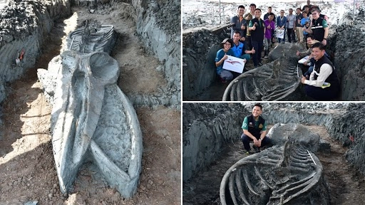 ज्ञानिकों ने थाईलैंड में 5 हजार साल पुरानी व्हेल का मिला कंकाल, देखें तस्वीरें