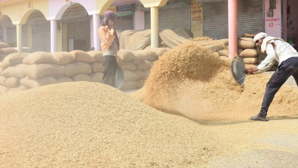 पंजाब में 200 लाख टन के करीब हो चुकी धान की सरकारी खरीद