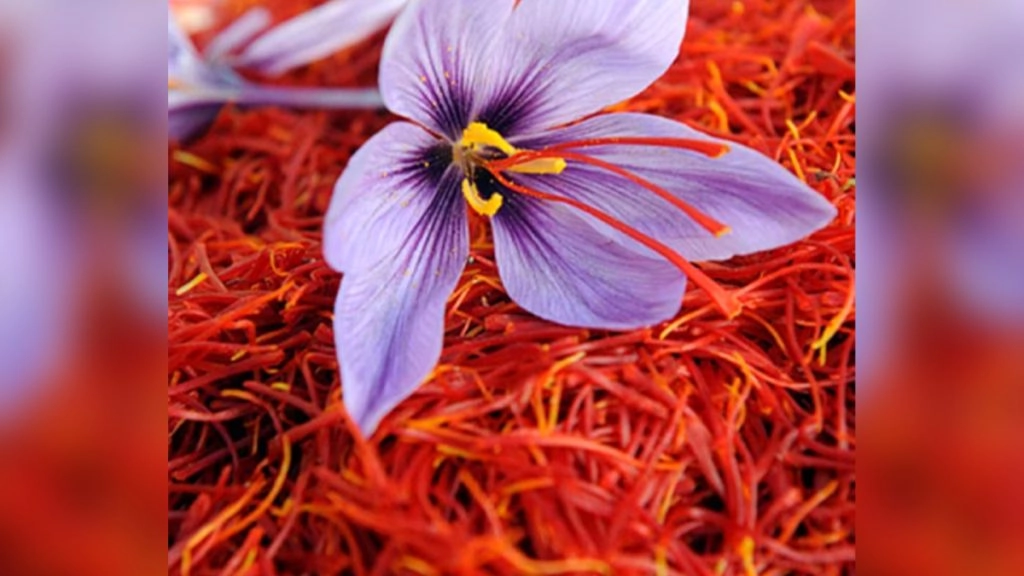 जीआई टैग के साथ यूएई के बाजार में कश्मीरी केसर उतारा