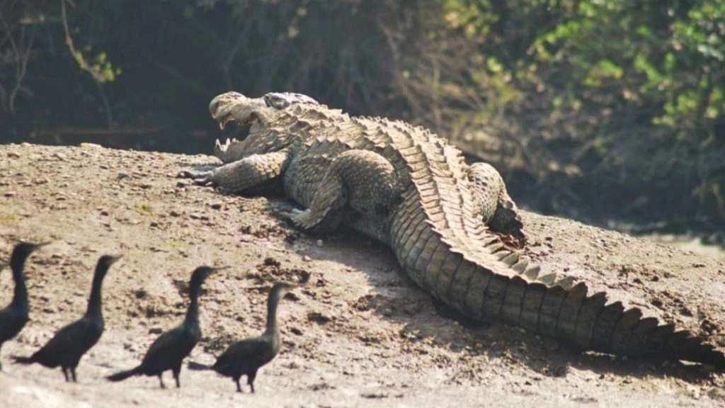 घर में घुसा मगरमच्छ