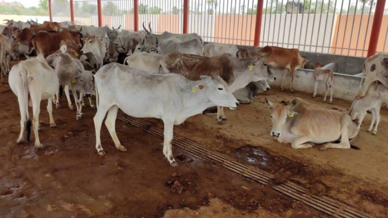 उप्र में जेल के कैदी बना रहे गायों के लिए कोट