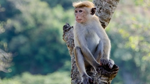 उत्तर प्रदेश के सीतापुर जिले में पैसे से भरा बैग लेकर बंदर पेड़ पर चढ़ा, करने लगा नोटों की बारिश