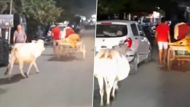 Odisha: इसलिए मां को देवी कहतें हैं, मलकानगिरी में एक्सीडेंट में जख्मी हुआ बछड़ा तो गाय रिक्शा के पीछे दौड़ते हुए पहुंच गई हॉस्पिटल- वीडियो देख नम हो जाएंगी आंखे