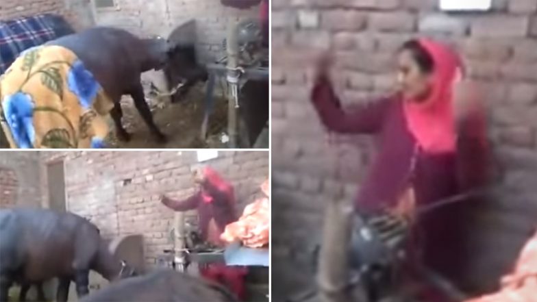 Buffalo Dance Viral Video: मालकिन के साथ भैंस ने जमकर किया डांस, मजेदार वीडियो इंटरनेट पर हुआ वायरल