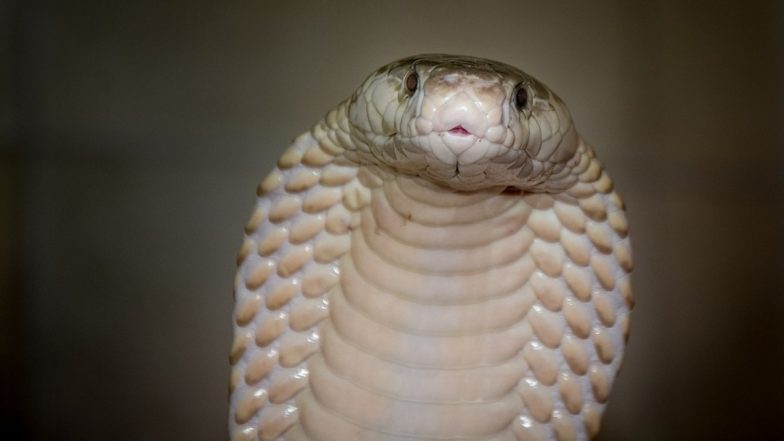 Albino Spectacled Cobra: देवभूमि उत्तराखंड में मिला दुर्लभ अल्बिनो स्पेक्टाकल्ड कोबरा, हलद्वानी में देखे गए 4 नाग