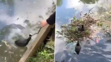 Viral Video: तालाब में घोंसला बनाने में छोटे लड़के ने की बतक की मदद, प्यारा वीडियो सोशल मीडिया पर हुआ वायरल