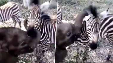 Baby Elephant Plays With Zebra: जेब्रा के साथ खेलता दिखा नन्हा हाथी, वायरल वीडियो में छुपा है दोस्ती का महत्वपूर्ण संदेश, आप भी देखें