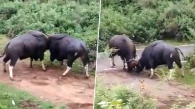 Viral Video: सड़क पर दो जंगली Gaur के बीच हुई जबरदस्त लड़ाई, एक-दूसरे पर सींगों से किया हमला, फिर… देखें हैरान करने वाला वीडियो