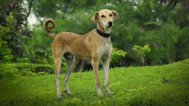 Uttarakhand Disaster: तपोवन टनल के बाहर चक्कर लगा रहा यह वफादार कुत्ता, बिना खाए अपने मालिक का कर रहा इंतजार