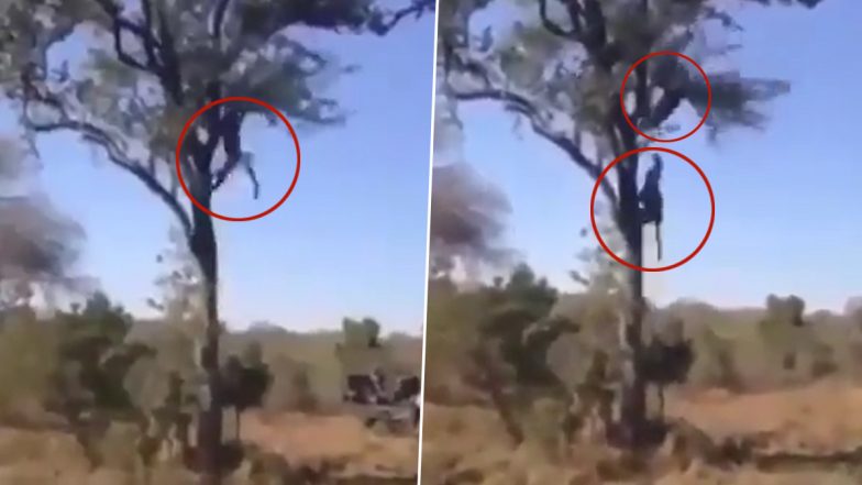 Viral Video: अपने बच्चे को बचाने के लिए जब तेंदुए से भिड़ गई मां, दो जानवरों की हवाई लड़ाई का दिलचस्प वीडियो हुआ वायरल