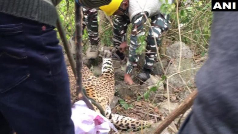 Leopard Rescued: हिमाचल प्रदेश के धर्मशाला में वन अधिकारियों ने तेंदुए को किया रेस्क्यू, तस्वीरें वायरल
