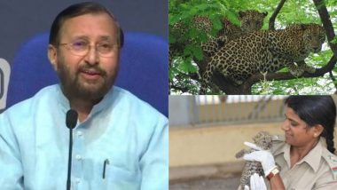 केंद्रीय मंत्री प्रकाश जावड़ेकर ने Leopards की तस्वीर शेयर कर की गुजरात के गिर राष्ट्रीय उद्यान में तैनात Rasila Wadher की तारीफ, कही ये बात