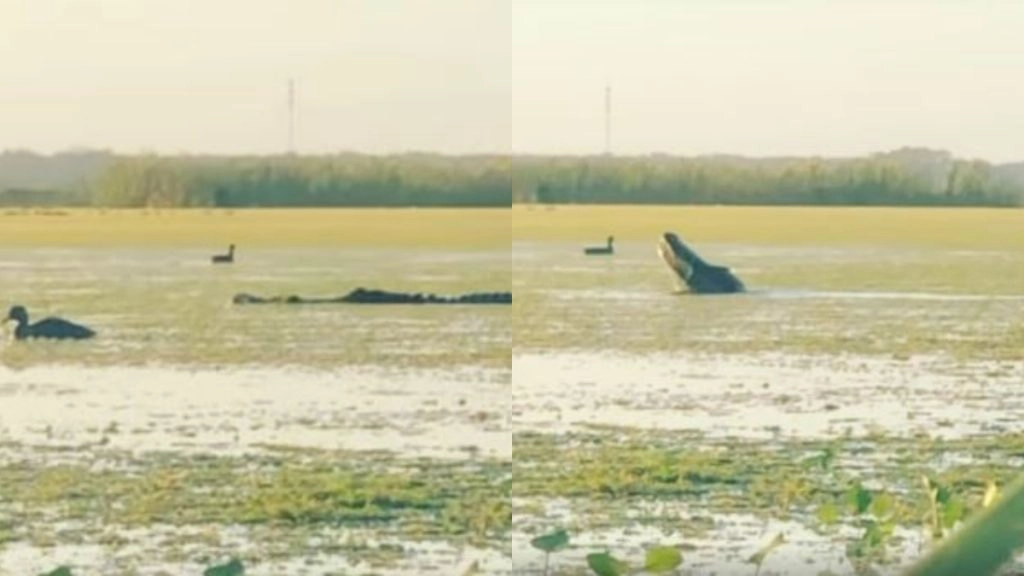 भूखे मगरमच्छ ने बतख को बनाया अपना निवाला, बड़ी ही चालाकी से किया उसका शिकार, देखें वायरल वीडियो