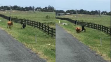 Viral Video: गाय को अचानक आया गुस्सा तो उसने कर दिया फायर फाइटर पर हमला, शख्स का हुआ ये हाल… देखें वीडियो