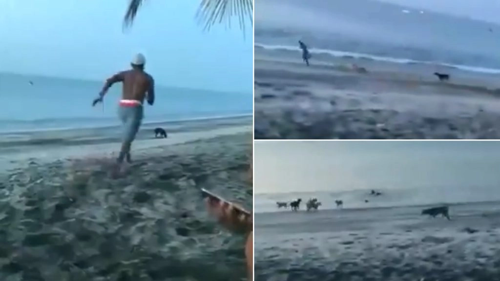 Stray Dog को नुकसान पहुंचाने के लिए उसके पास दौड़ा शख्स, फिर कुत्तों के झुंड ऐसे सिखाया सबक, देखें वीडियो