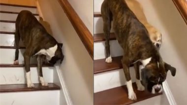 Blind Puppy को सीढ़ियों से नीचे उतरने में मदद करते हुए डॉग का वीडियो हुआ वायरल, जिसे देख आप भी हो जाएंगे इमोशनल (Watch Viral Video)