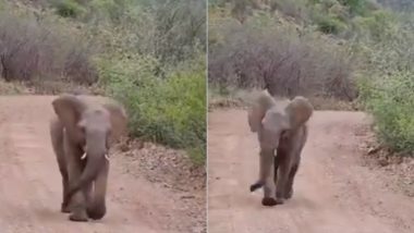 Baby Elephant: घने जंगल में टलहने का लुत्फ उठाते नन्हे हाथी का वीडियो हुआ वायरल, इसमें छुपा है एक महत्वपूर्ण संदेश