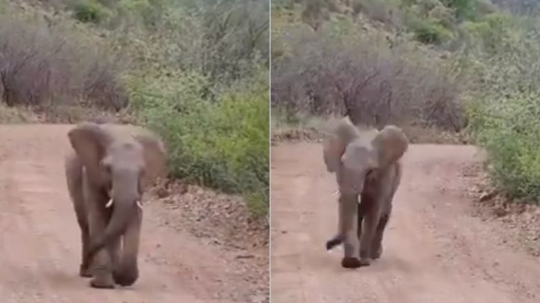 Baby Elephant: घने जंगल में टलहने का लुत्फ उठाते नन्हे हाथी का वीडियो हुआ वायरल, इसमें छुपा है एक महत्वपूर्ण संदेश