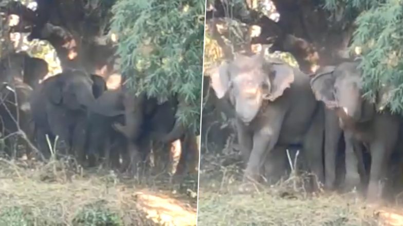 Elephants Viral Video: हाथियों के झुंड ने एकजुट होकर अपने क्षेत्र में दाखिल हुए लोगों को ऐसे भगाया, वीडियो हुआ वायरल