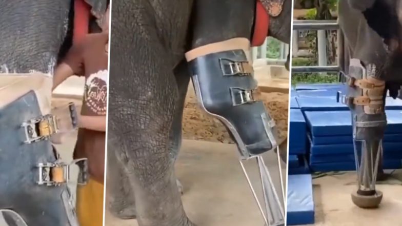 Viral Video: इंसानियत की अनोखी मिसाल! अपाहिज हाथी को शख्स ने लगाए नकली पैर, वीडियो हुआ वायरल