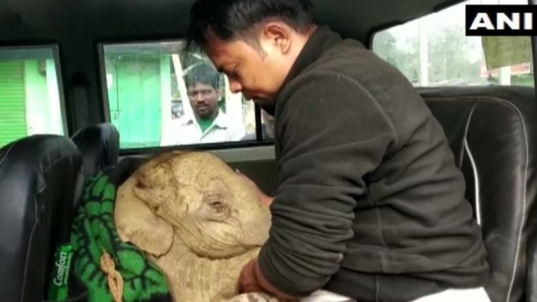 Elephant Calf Rescued in Assam: असम के एक गांव में मिट्टी के गड्ढे में गिरे हाथी के घायल बछड़े को किया गया रेस्क्यू, देखें तस्वीरें