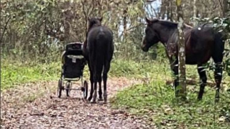 Viral Video: जंगली घोड़ों ने फ्लोरिडा में कपल से चुराया Baby Stroller, इस अजीबो-गरीब घटना का वीडियो हुआ वायरल
