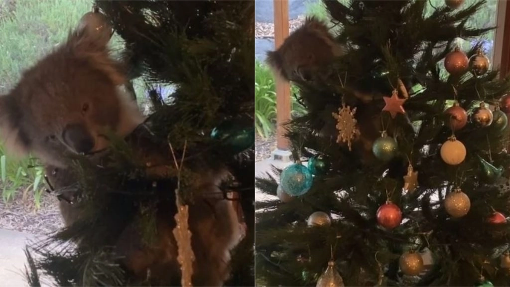 ऑस्ट्रेलिया: Christmas Tree पर बैठकर महिला को घूरते koala का वीडियो हुआ वायरल, जिसे देख आप भी हो जाएंगे हैरान