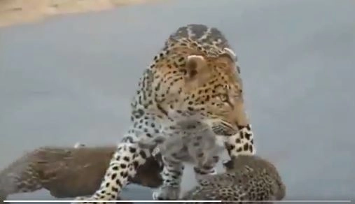 नन्हें शावकों के साथ जंगल में सड़क पार करती मां तेंदुए का वीडियो वायरल, जिसे देख आपके चेहरे पर आ जाएगी मुस्कान