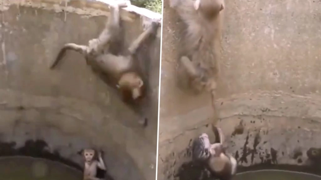 कुएं में गिरा नन्हा बंदर तो मां ने ऐसे बचाई उसकी जान, वायरल वीडियो देख आप भी कहेंगे- मां तूझे सलाम