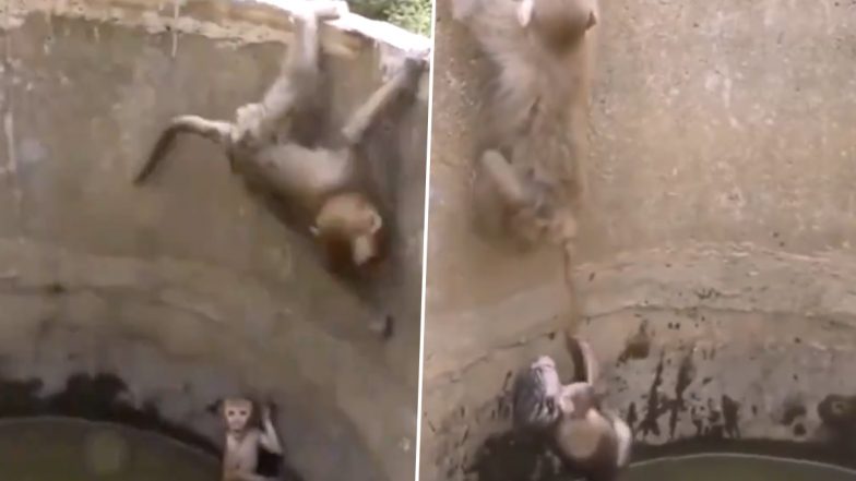 Viral Video: कुएं में गिरा नन्हा बंदर तो मां ने खुद को खतरे में डालकर बचाई उसकी जान, वायरल वीडियो देख आप भी कहेंगे- मां तूझे सलाम