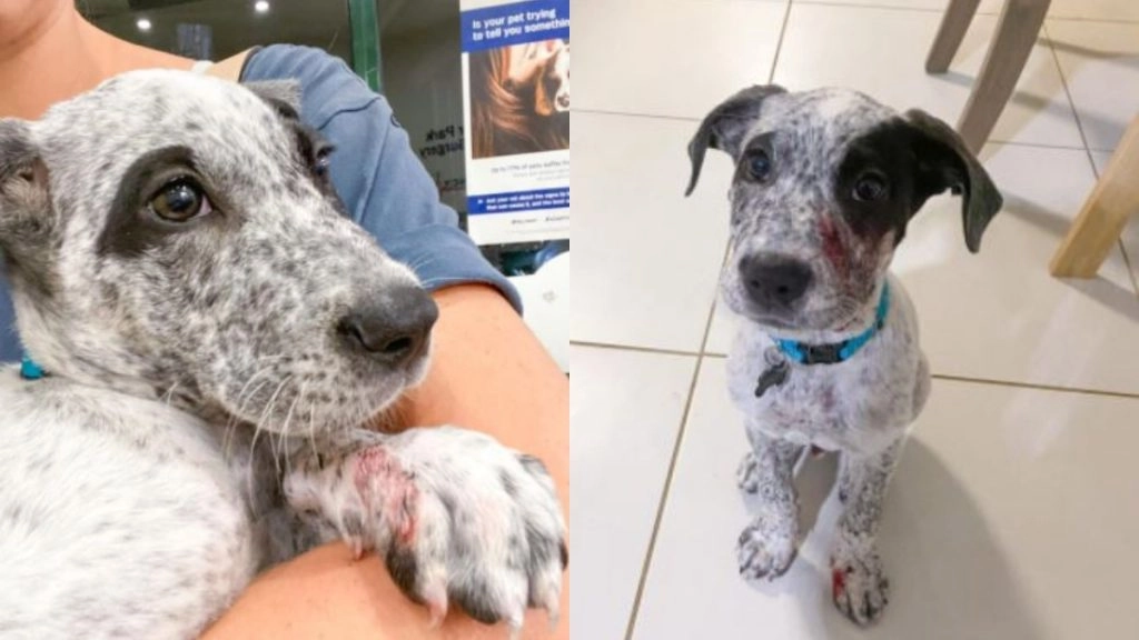 अपने पालतू Puppy को बचाने के लिए Carpet Python से भिड़ी महिला, देखें वायरल तस्वीरें