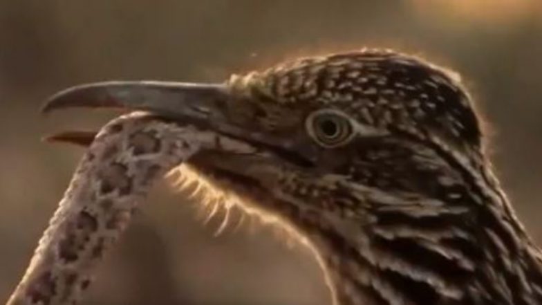 Roadrunner Eat Snakes: पक्षी ने जहरीले सांप का बड़ी चतुराई से किया शिकार, फिर उसे बनाया अपना निवाला, देखें डरावना वायरल वीडियो