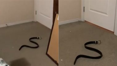 Prank With a Fake Snake: महिला ने नकली सांप के साथ अपने पति से किया प्रैंक, फिर जो हुआ… देखें वायरल वीडियो