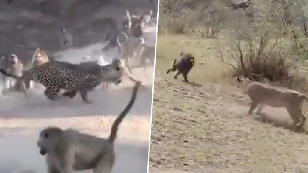 Viral Video: जब चीते और शेर के सामने आ गया लंगूरों का झुंड, तो दुम दबाकर भागने को हुए मजबूर 