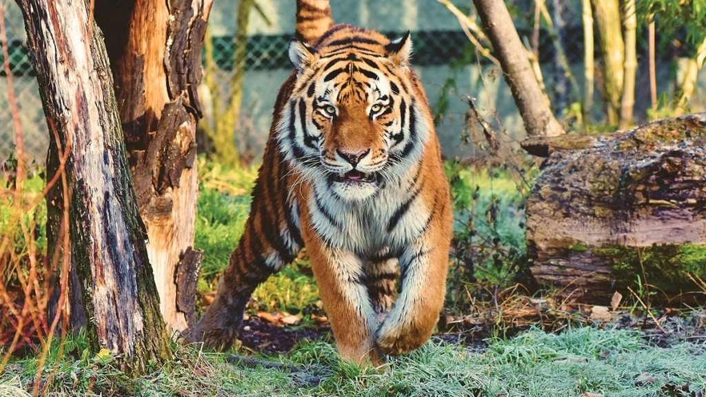 यूपी में तेंदुए ने 12 साल के बच्चे को हमले में मार डाला