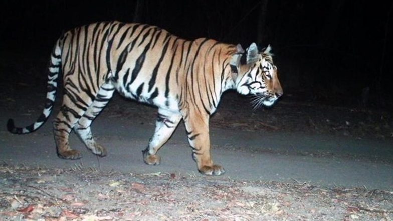 Uttar Pradesh: लखीमपुर खीरी में बाघ के हमले में 2 लोग घायल