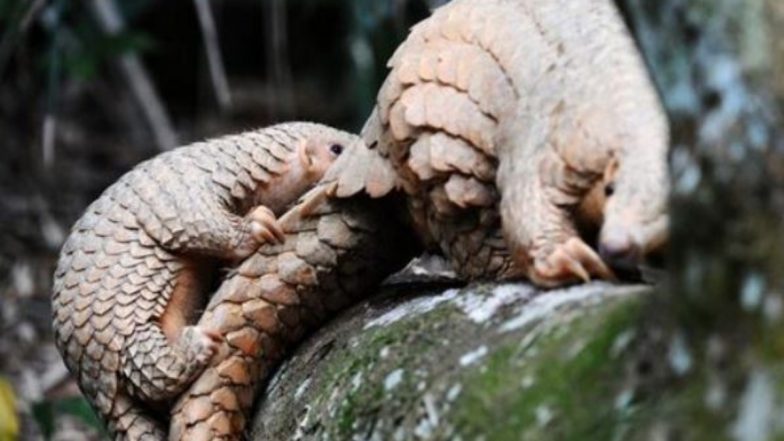 Wild Animals: अब खाने के लिए जंगली जानवरों की अवैध खरीदी करने पर मिल सकती है सजा, चीनी अधिकारियों ने दिशानिर्देश जारी किया