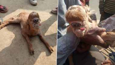 Uttar Pradesh: बिजनौर में आकर्षण का केंद्र बना विचित्र बकरी का बच्चा