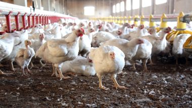 Bird Flu: अब तक 12 राज्यों में बर्ड फ्लू की पुष्टि, कुछ शहरों में चिकन और अंडे के शॉप बंद