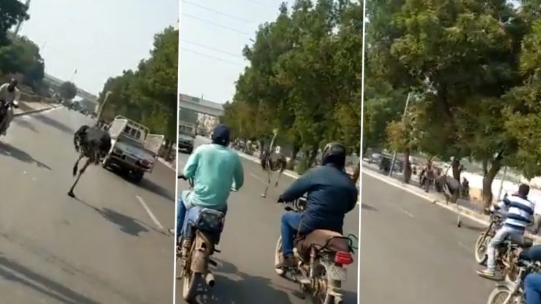 Ostrich Running on Karachi Road! जब प्राइवेट चिड़ियाघर से निकलकर कराची की सड़कों पर दौड़ने लगा शुतुरमुर्ग, वीडियो वायरल