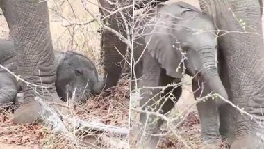 Baby Elephant Adorable Video: सुबह होने पर सो रहे नन्हे हाथी को मां हथिनी ने ऐसे जगाया, वीडियो देख आपको भी याद आ जाएगा आपका बचपन