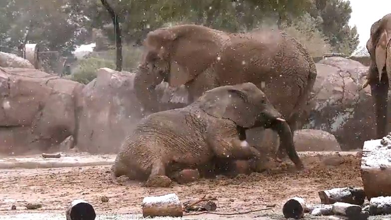 बर्फबारी को देख खुशी से झूमने लगा नन्हा हाथी, बर्फ के साथ खेल रहे इस प्यारे जानवर का वीडियो हुआ वायरल (Watch Viral Video)