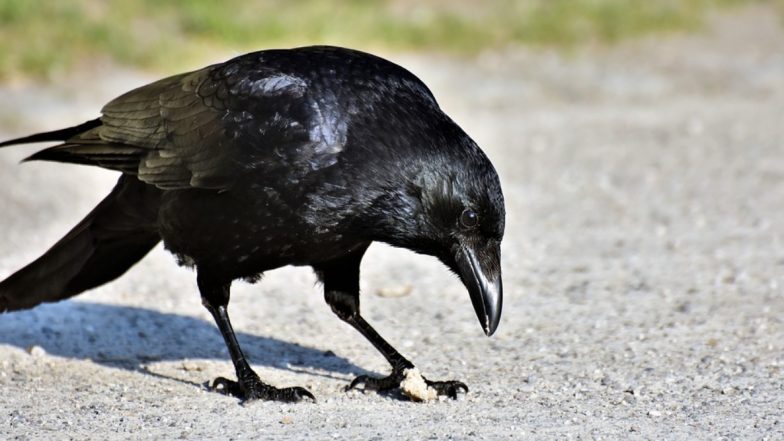 14 राज्यों में Bird Flu का कहर, लाल किले में मृत मिले 15 कौओं में संक्रमण की पुष्टि, 26 जनवरी तक लोगों की एंट्री बैन