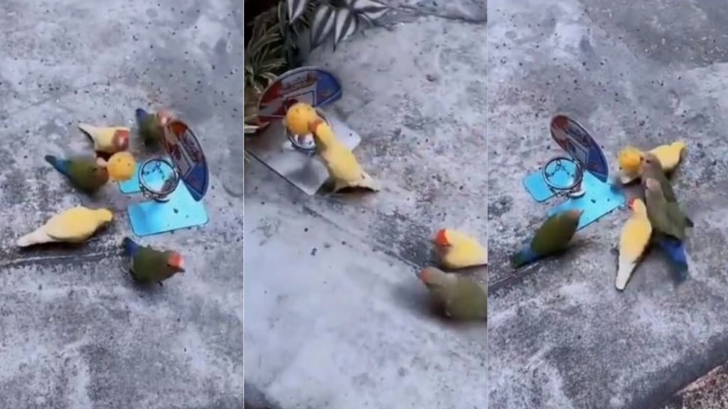 Viral Video: नन्हे पक्षियों ने मिलकर खेला बास्केटबॉल, इंटरनेट पर बार-बार देखा जा रहा है यह वायरल वीडियो